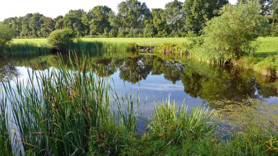 Natuur in Friesland