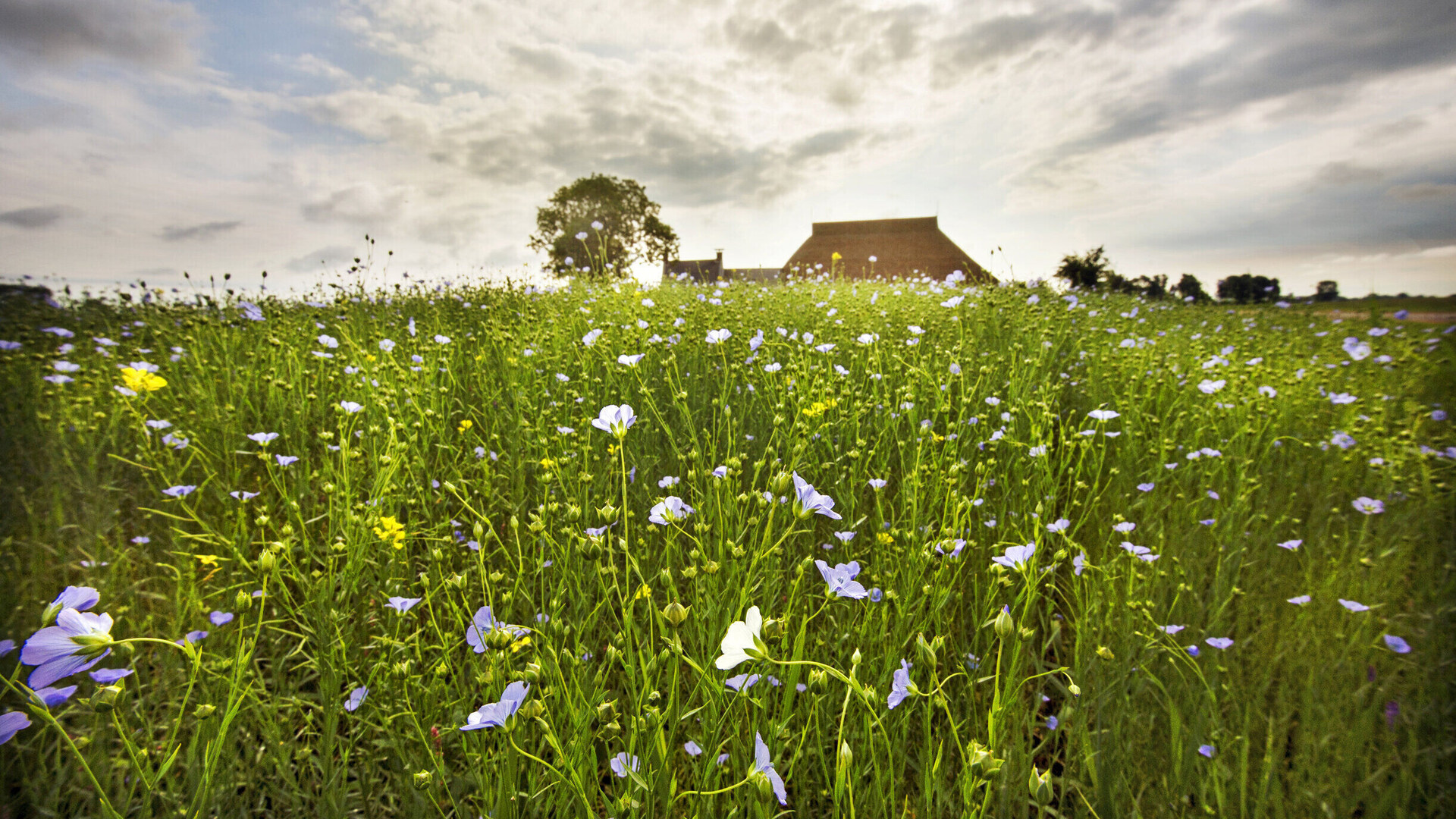 boerderij